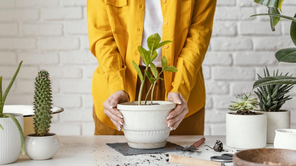 Indoor Plants