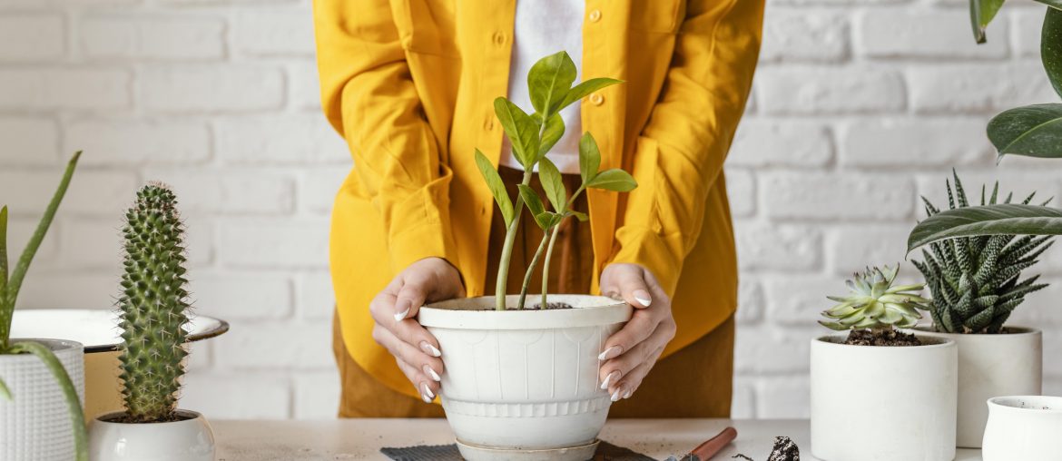 Indoor Plants