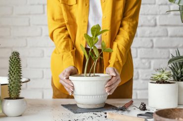 Indoor Plants