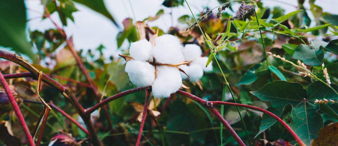 Cotton Producing States