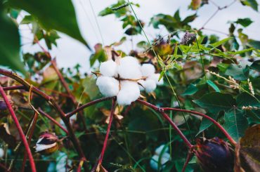 Cotton Producing States