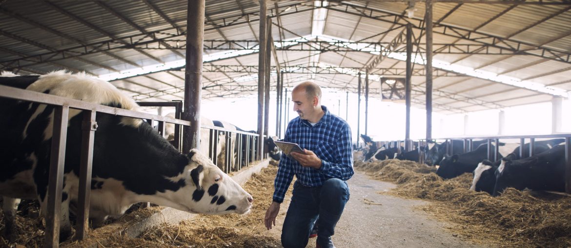 dairy farming