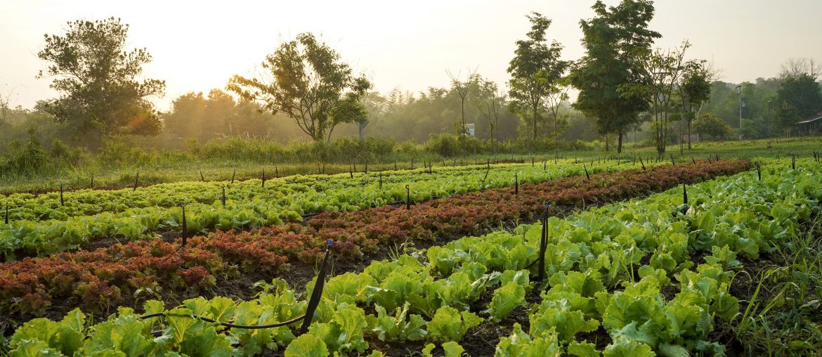 Organic Farming