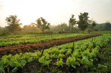 Organic Farming